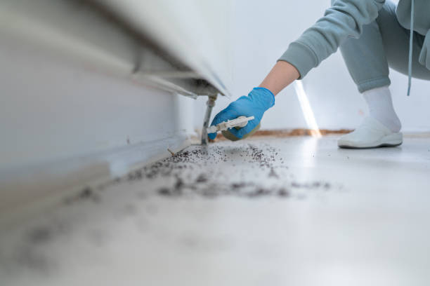 Best Flea Control Services  in Haverhill, FL